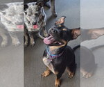 Small Photo #3 - Mix Puppy For Sale in Candler, NC, USA