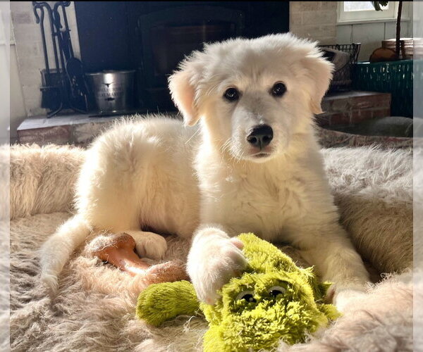 Medium Photo #1 Great Pyrenees-Unknown Mix Puppy For Sale in Croydon, NH, USA