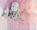 Hand delivery - Female Chihuahua Puppy for Sale - Photo #8