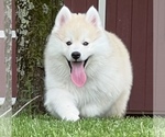 Small Photo #43 Pomsky Puppy For Sale in BAXTER, TN, USA
