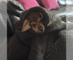 Small #2 Mutt