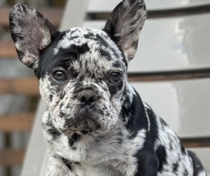 French Bulldog Puppy for sale in AUBURN, WA, USA