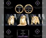 Small Photo #110 Maltipoo Puppy For Sale in WARSAW, IN, USA