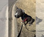 Small #2 American Bulldog Mix