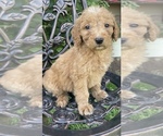 Small Photo #2 Goldendoodle Puppy For Sale in MUSTANG, OK, USA