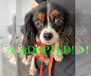 Cavalier King Charles Spaniel Dogs for adoption in Westminster, MD, USA