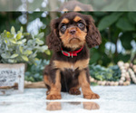 Small Photo #43 Cavalier King Charles Spaniel Puppy For Sale in SALEM, IN, USA