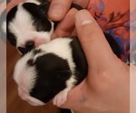 Small Photo #8 Boston Terrier Puppy For Sale in HARRISBURG, PA, USA