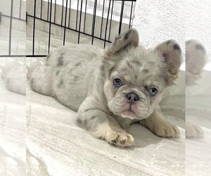 French Bulldog Puppy for sale in CORONA, CA, USA