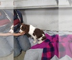 Small Photo #3 English Springer Spaniel Puppy For Sale in ELMA, IA, USA