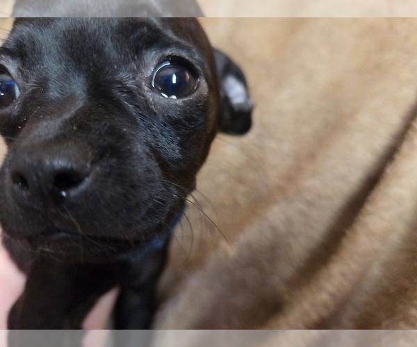 Medium Photo #3 Muggin Puppy For Sale in HILLSDALE, MI, USA