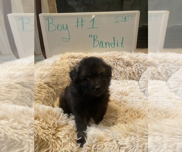 Medium Photo #3 Keeshond Puppy For Sale in DELPHI, IN, USA
