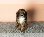 Small Photo #6 Poodle (Miniature) Puppy For Sale in MILLERSBURG, IN, USA