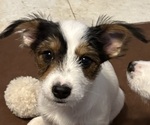 Puppy 4 Border Collie-Yorkshire Terrier Mix