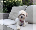 Small #4 Mutt