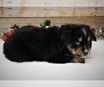 Small Photo #13 Miniature Australian Shepherd Puppy For Sale in HUNTINGTON, UT, USA