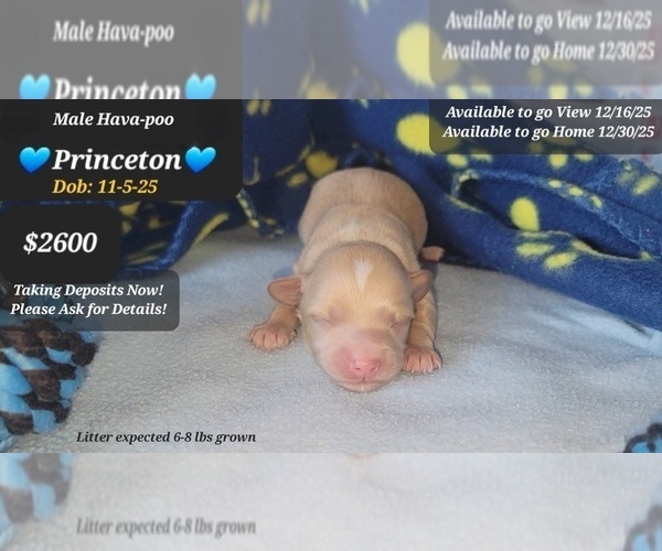 Medium Photo #1 Havapoo Puppy For Sale in TUCSON, AZ, USA
