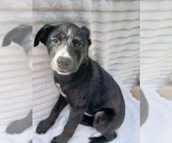 Medium Photo #1 Labrador Retriever Puppy For Sale in Oak Bluffs, MA, USA