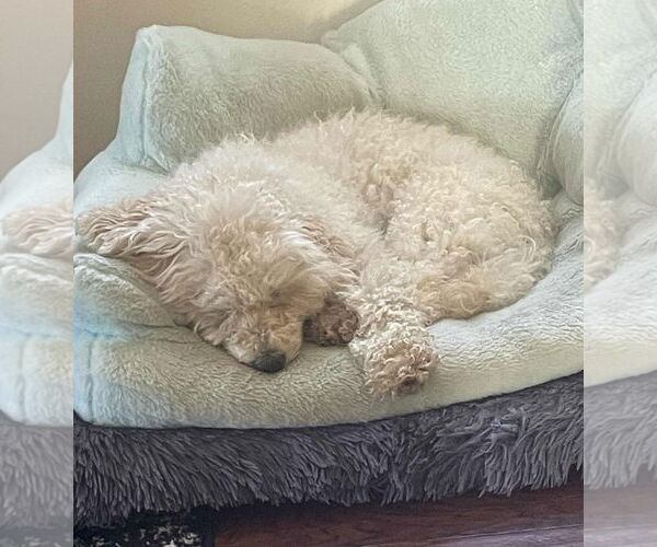 Medium Photo #3 Poodle (Miniature)-Unknown Mix Puppy For Sale in Grafton, WI, USA
