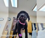 Small Photo #4 Boxer-Unknown Mix Puppy For Sale in Martinsburg, WV, USA