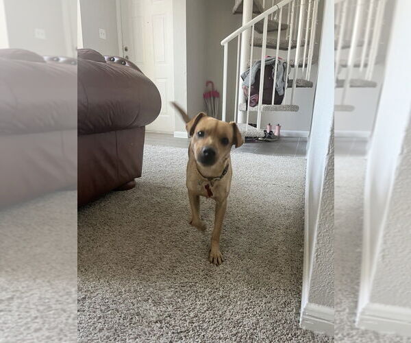 Medium Photo #3 Chihuahua-Unknown Mix Puppy For Sale in Lakewood, CO, USA