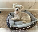 Small #1 Maltese