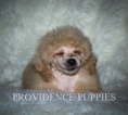 Small Photo #20 Poodle (Miniature) Puppy For Sale in COPPOCK, IA, USA