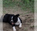 Small #2 Boston Terrier
