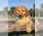 Small #11 Goldendoodle