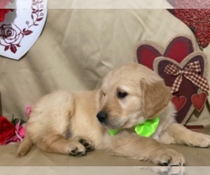 Golden Retriever Puppy for sale in LANCASTER, PA, USA