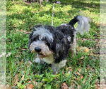 Small #1 Shih Tzu Mix
