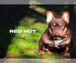 Small Photo #1 French Bulldog Puppy For Sale in BRIGHTON, CO, USA
