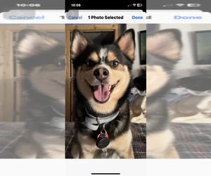 Father of the Pomsky puppies born on 05/08/2025