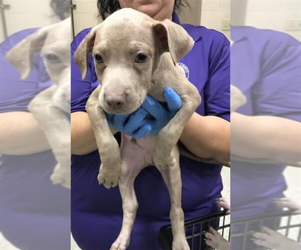 Medium Photo #1 American Pit Bull Terrier Puppy For Sale in Conroe, TX, USA