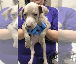 American Pit Bull Terrier Dogs for adoption in Conroe, TX, USA