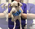 Small American Pit Bull Terrier