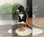 Small Photo #18 Bernedoodle Puppy For Sale in MIAMISBURG, OH, USA