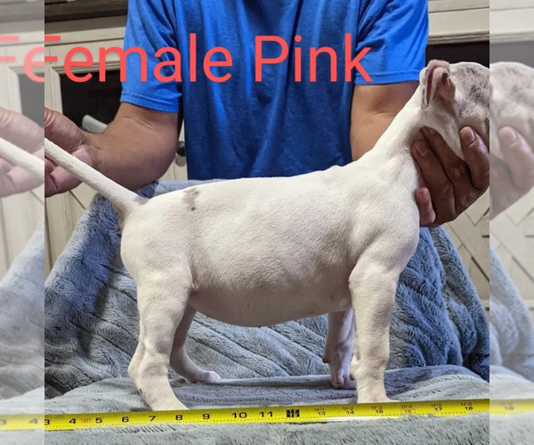 Medium Photo #2 American Bully Puppy For Sale in MILILANI, HI, USA