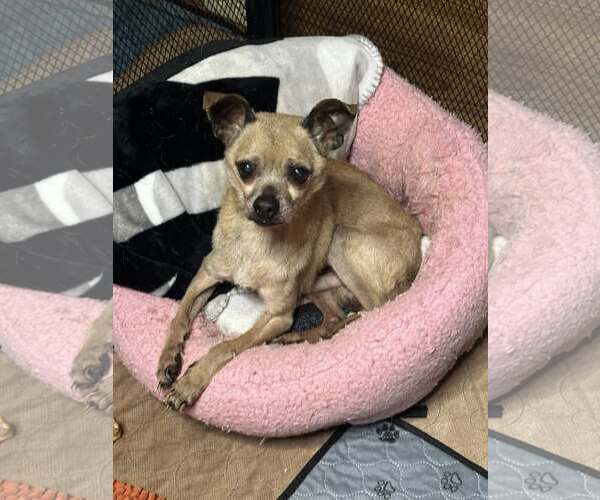 Medium Photo #1 Chihuahua-Unknown Mix Puppy For Sale in Jackson Township, NJ, USA