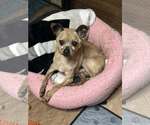 Small Chihuahua Mix