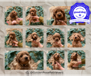 Goldendoodle (Miniature) Puppy for sale in ROSEVILLE, CA, USA