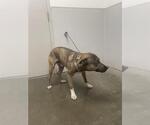 Small German Shepherd Dog Mix
