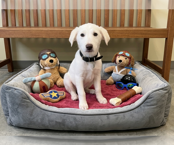 Medium Photo #2 Labrenees Puppy For Sale in Genesee, WI, USA