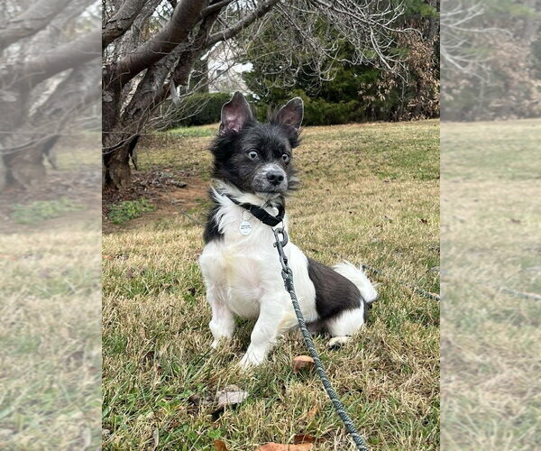 Medium Photo #3 Mutt Puppy For Sale in Candler, NC, USA