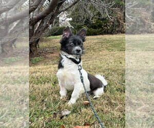 Terrance - Male Mutt Dog for Adoption - Photo #3