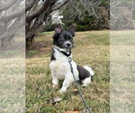 Small Photo #3 Mutt Puppy For Sale in Candler, NC, USA