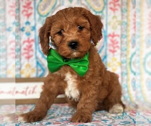 Cavapoo Puppy for sale in LANCASTER, PA, USA