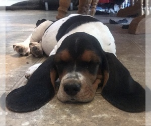 Basset Hound Puppy for sale in BLUE CREEK, OH, USA
