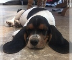 Small Photo #1 Basset Hound Puppy For Sale in BLUE CREEK, OH, USA