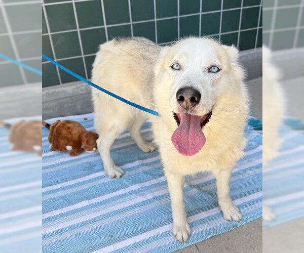 Medium Photo #3 Siberian Husky Puppy For Sale in Rancho Cucamonga, CA, USA